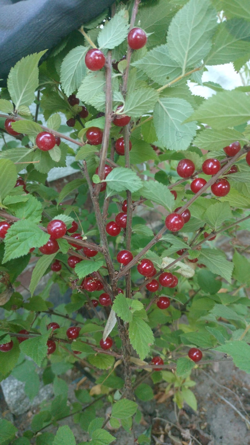 cerise en feutre — Bild 1