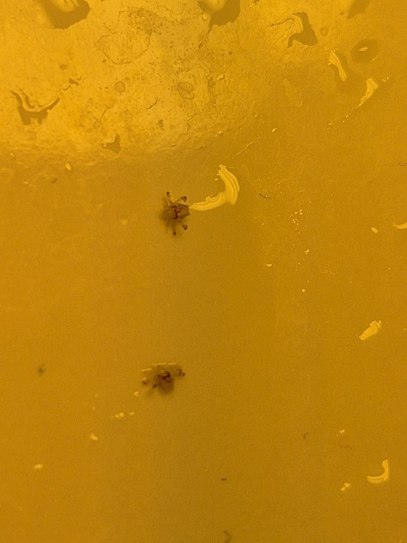 Deux morpions (Pthirus pubis) sont visibles vus du dessus sur une surface lisse et jaunâtre.