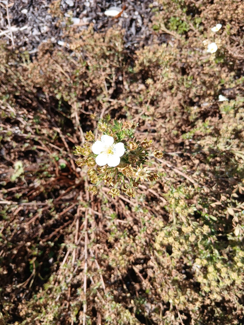 L'image montre une potentille arbustive avec une fleur blanche bien visible. La plante pousse sur un sol sec parmi des branches desséchées.