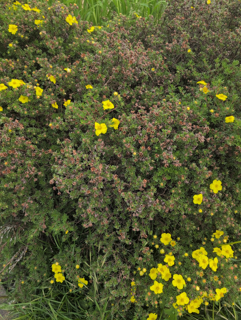 Buisson à cinq doigts — Bild 1