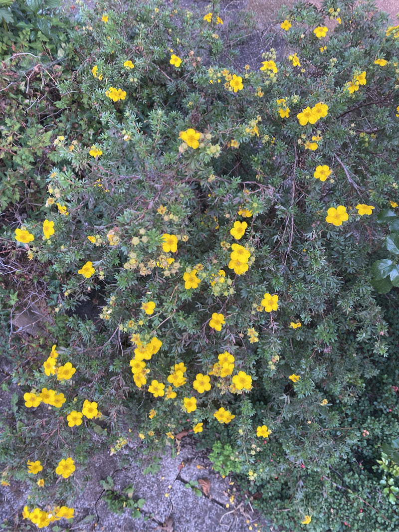 La potentille arbustive présente de nombreuses fleurs jaune vif et des feuilles vertes. L'arbuste touffu pousse au-dessus d'un sol pierreux.