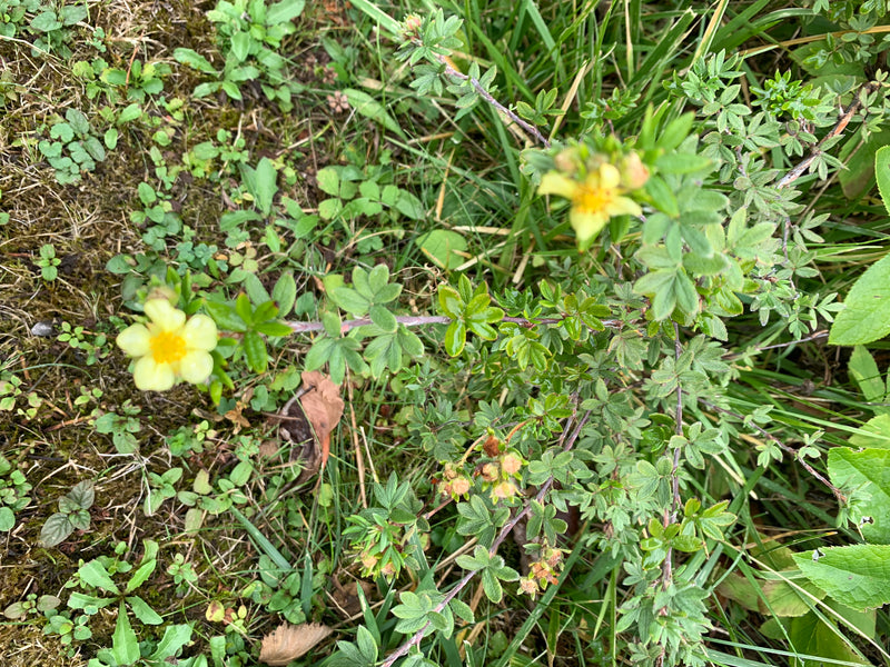 On voit une potentille fruticosa avec des fleurs jaunes et des feuilles composées poussant dans une prairie. La photo montre la plante d'en haut dans son env...