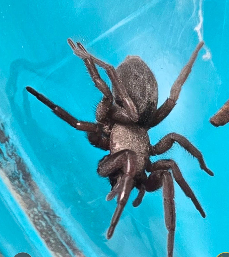 Araignée sombre — Bild 2