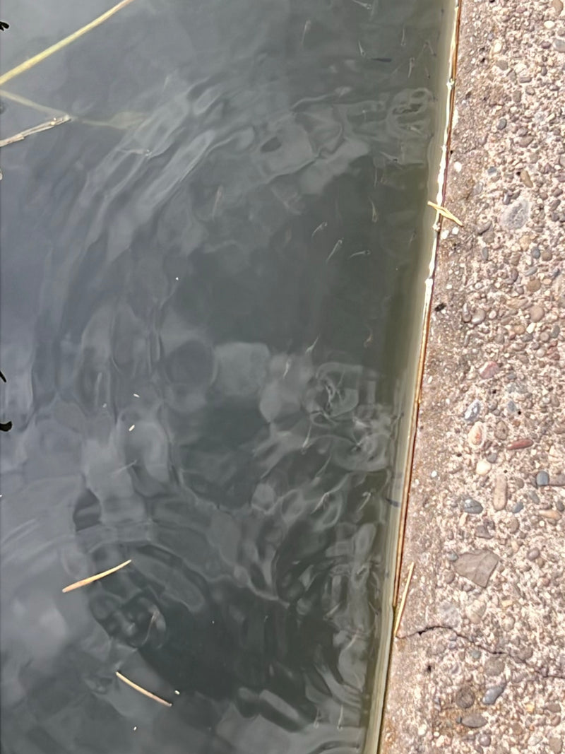 Fische — photo 1 sur 1