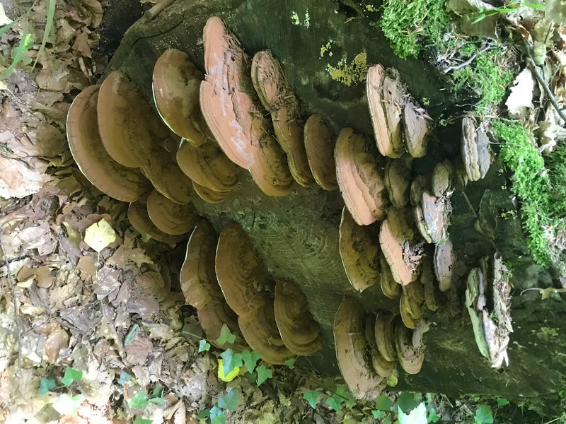 Flacher Lackporling — photo 1 sur 1