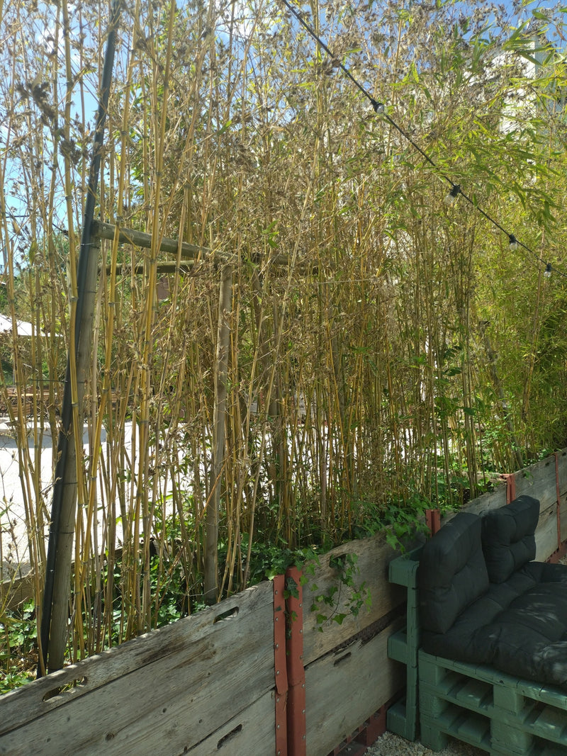Bambou tube plat — Bild 1