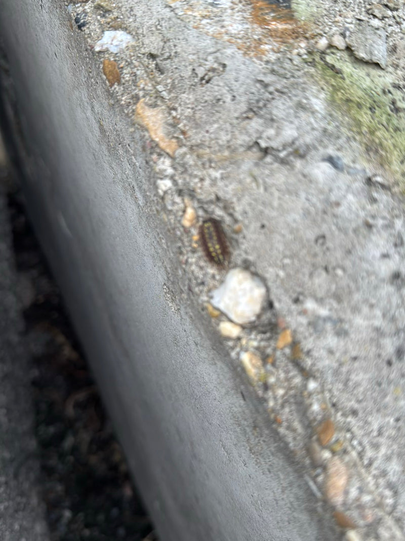 Mille-pattes plat — Bild 2