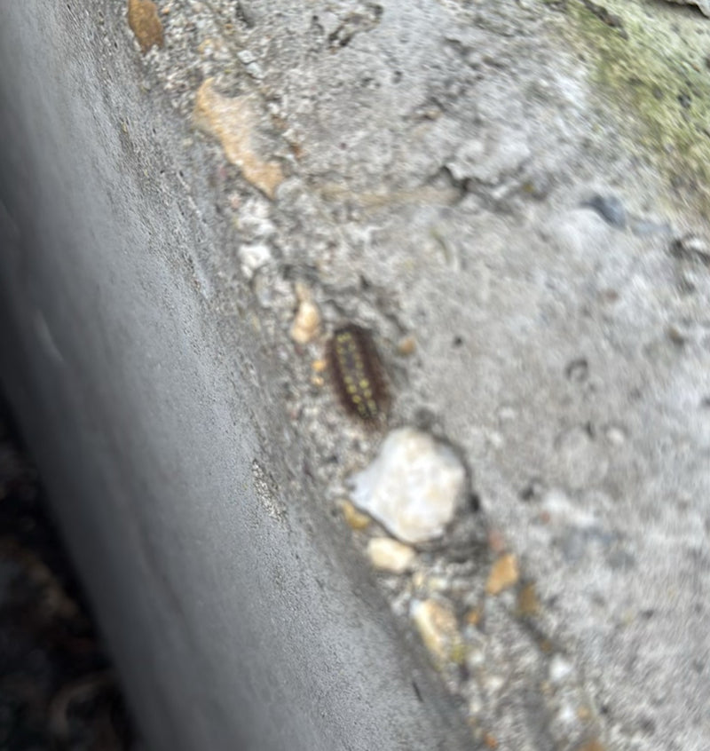 Mille-pattes plat — Bild 1