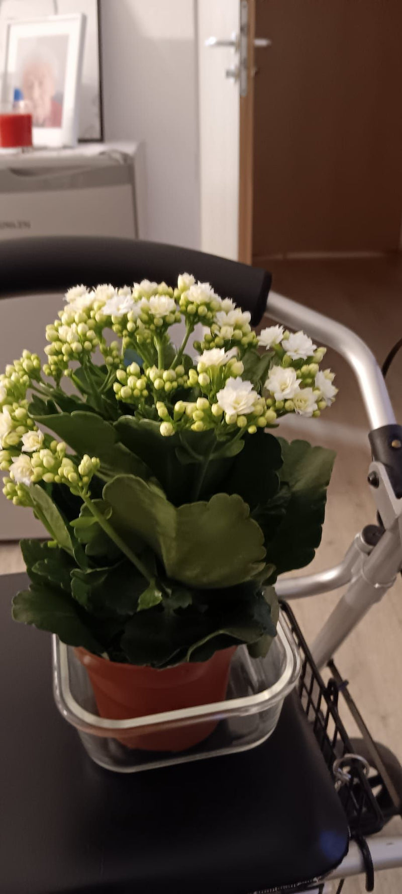 On voit un kalanchoe de Blossfeld avec de nombreuses fleurs blanches et des boutons dans un petit pot. La plante est à l'intérieur.