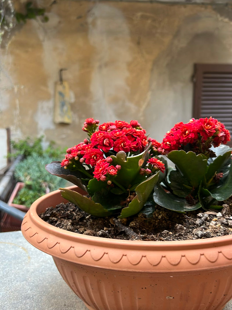 On peut voir un Kalanchoe de Blossfeld en fleurs dans un pot de fleurs couleur terre cuite devant un mur rustique. La plante présente des fleurs rouge vif et...