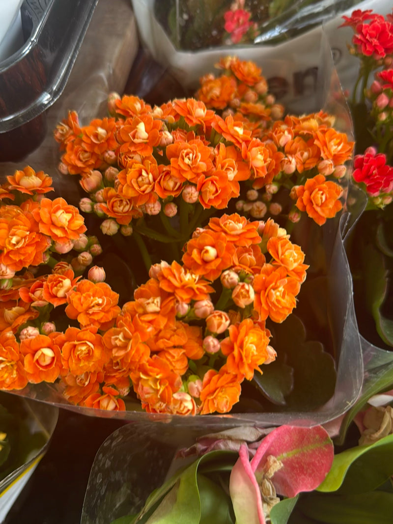L'image montre une touffue collection de fleurs orange vif du Kalanchoé de Blossfeld. Les petites fleurs doubles sont serrées les unes contre les autres en u...