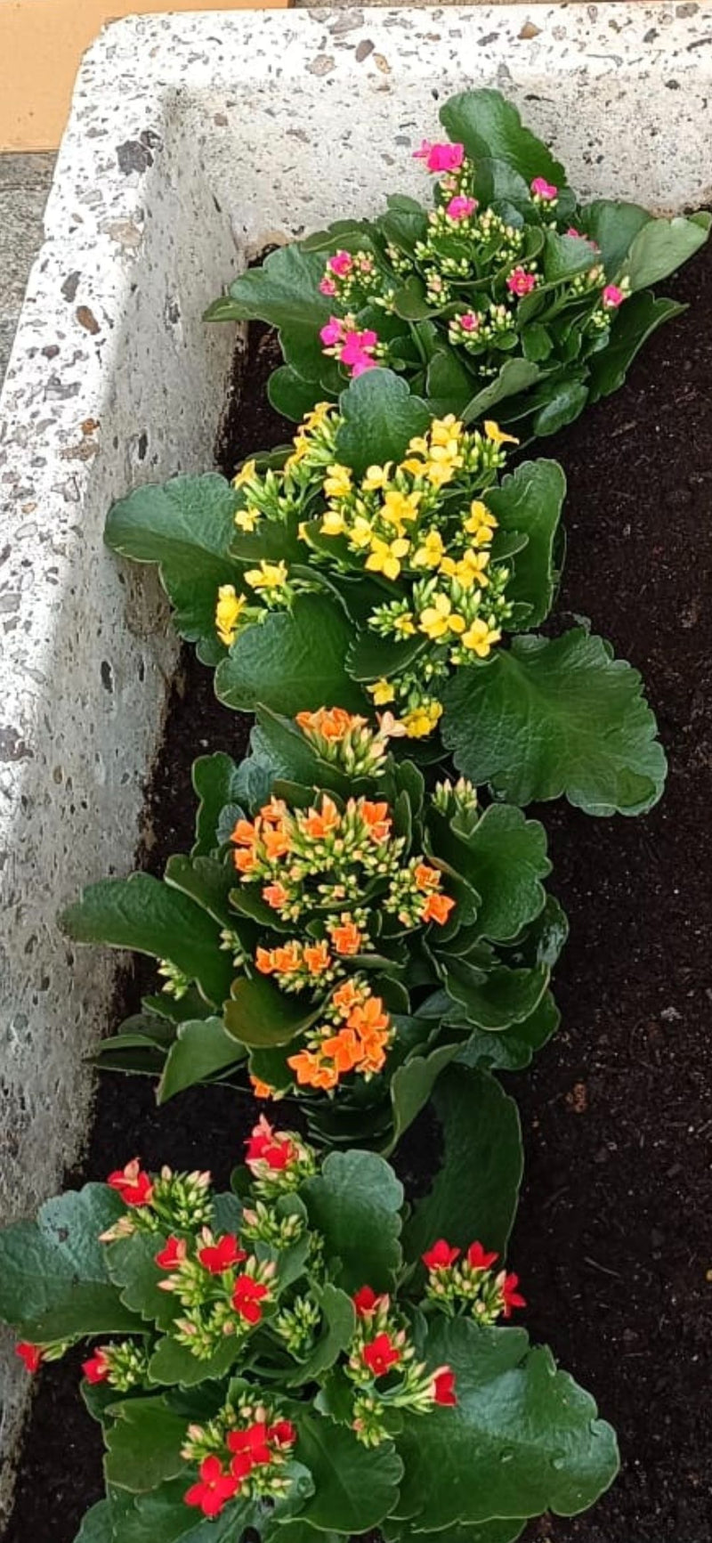 Plusieurs spécimens en fleurs de Kalanchoé de Blossfeld sont alignés dans une jardinière rectangulaire remplie de terre.