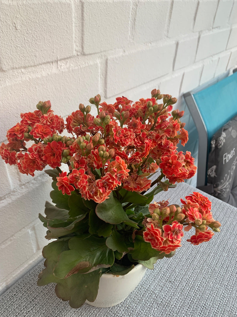 L'image montre un kalanchoe de Blossfeld dans un pot de fleurs blanc sur une table devant un mur clair. La plante présente de nombreuses fleurs rouge vif et ...