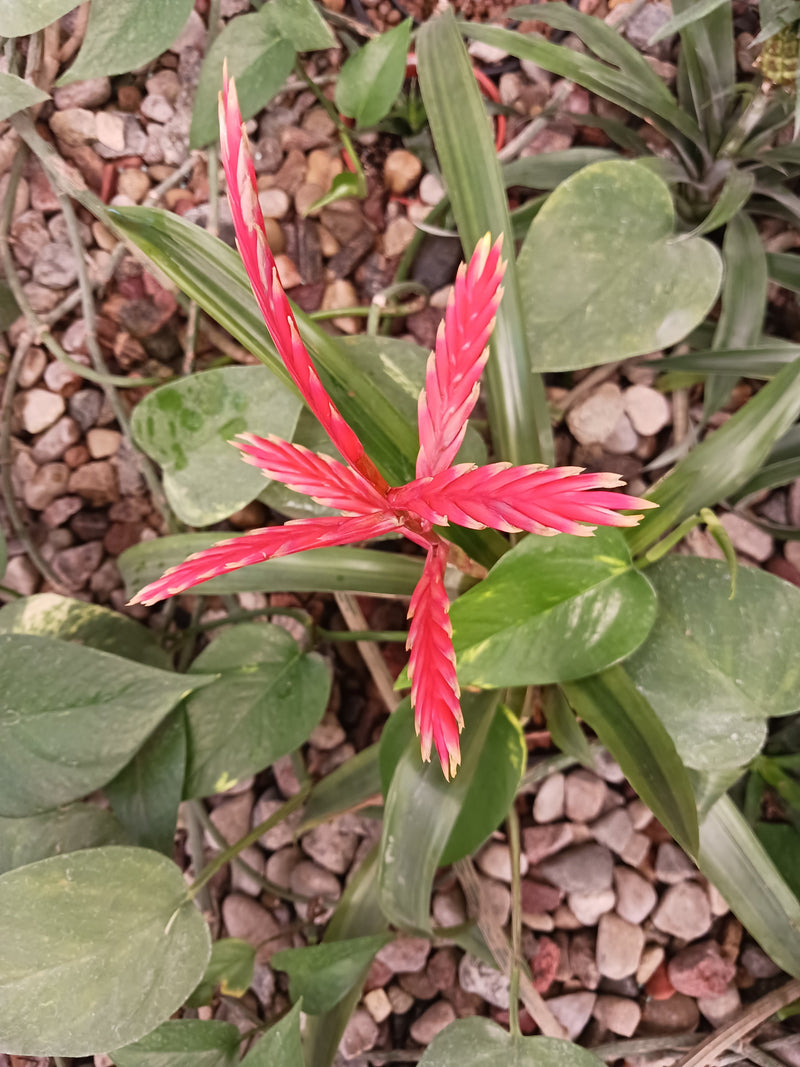 L'image montre l'inflorescence frappante et rouge vif de la vriesea splendens vue du dessus. La plante pousse dans un environnement de pierres et de feuillag...