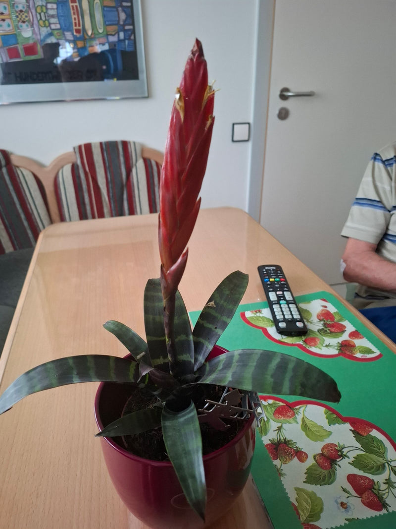 On voit un Vriesea splendens dans un pot de fleurs rouge posé sur une table en bois à l'intérieur. La plante présente ses feuilles rayées caractéristiques et...