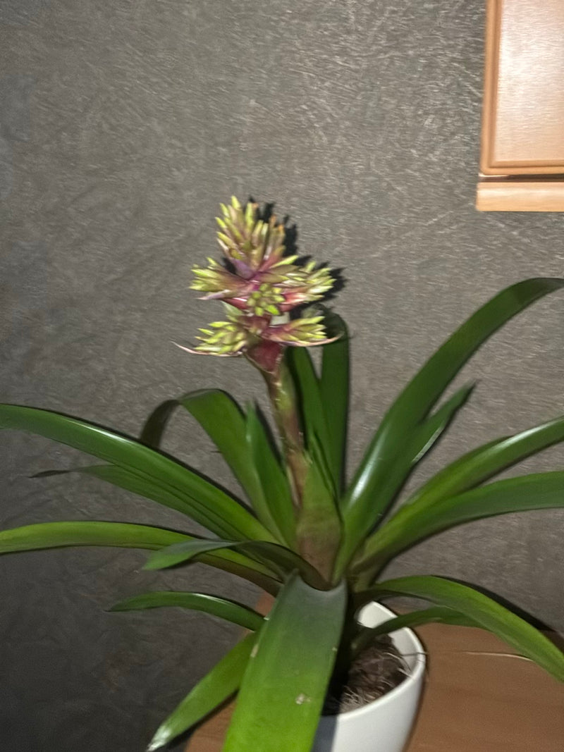 On peut voir un plant de Vriesea splendens en pot avec de longues feuilles vertes et une inflorescence dressée dans un récipient blanc.