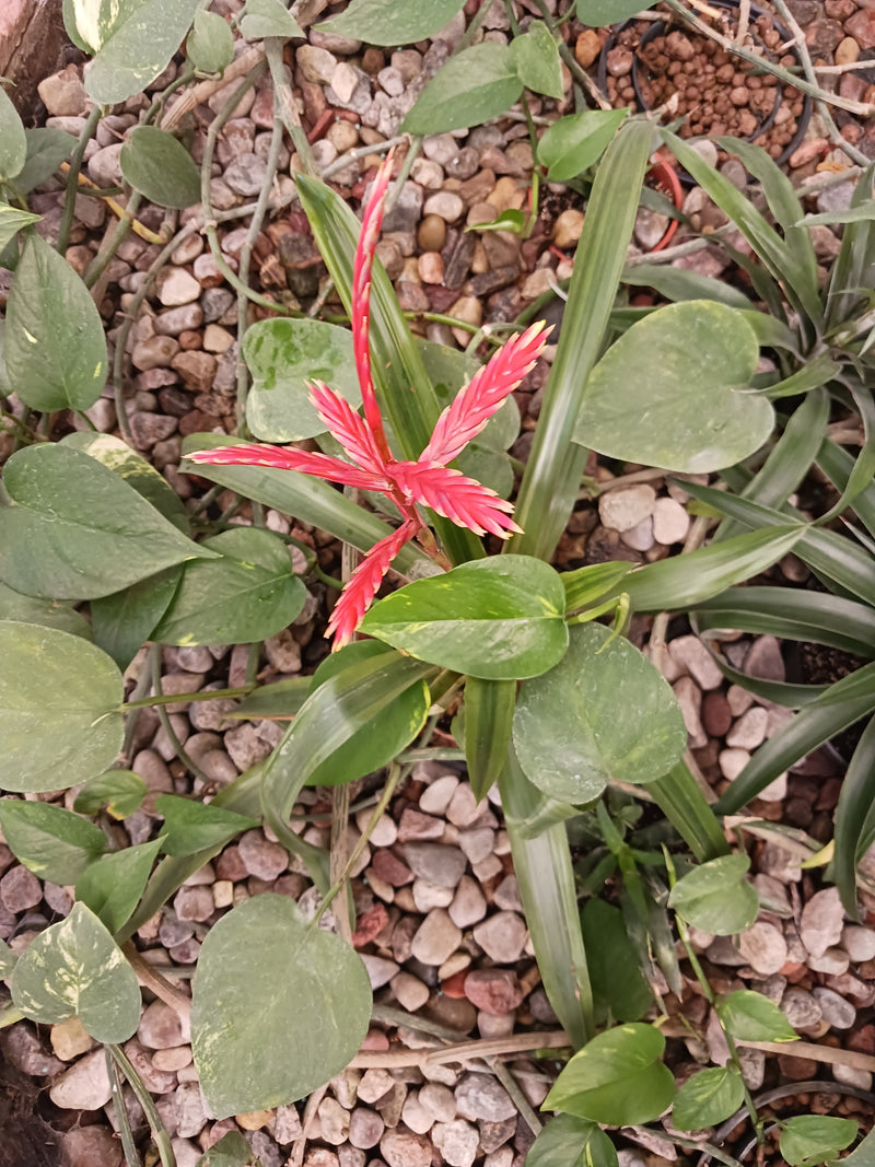 On aperçoit un Vriesea splendens avec une inflorescence rouge remarquable, entouré de feuilles vertes et d'un sol pierreux en vue de dessus.