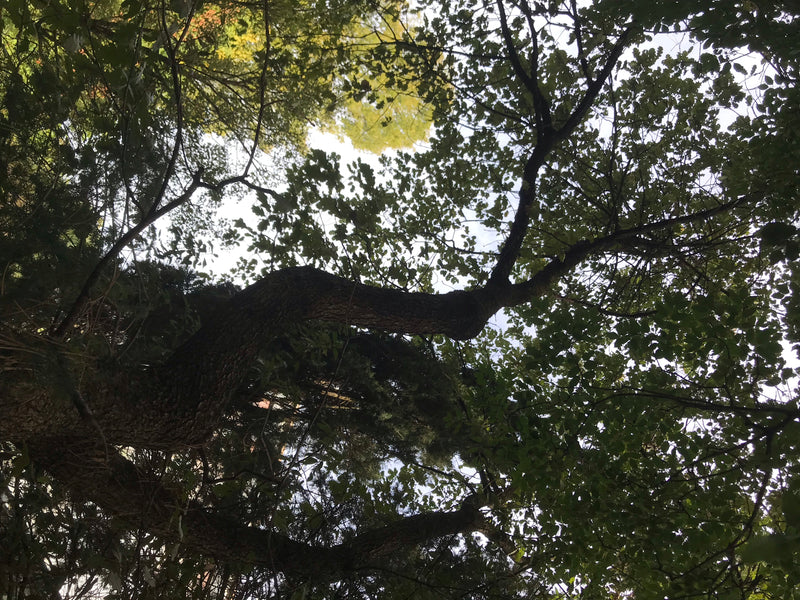 Flaumeiche — photo 1 sur 3