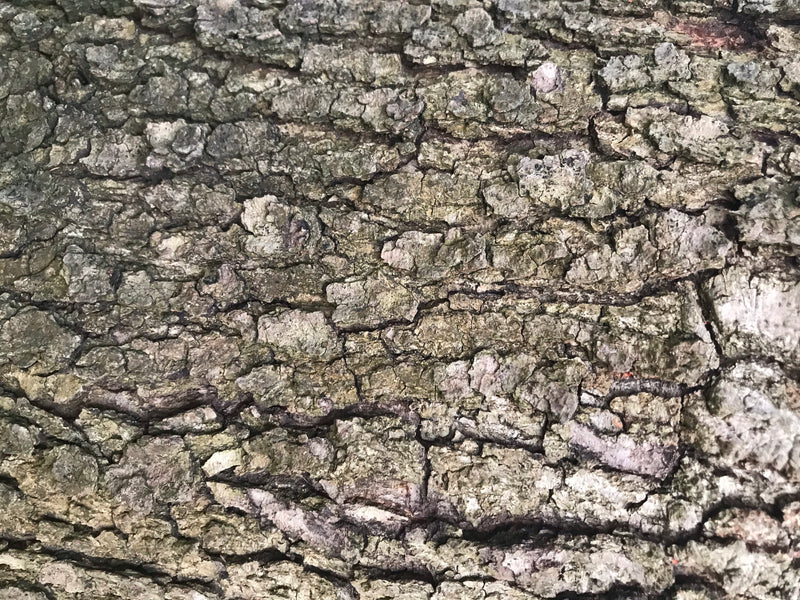 Flaumeiche — photo 2 sur 3