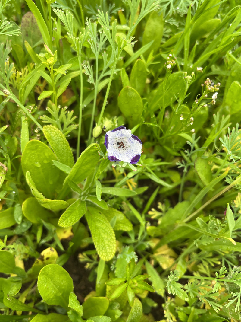 Fleur de bosquet marbrée — Bild 1