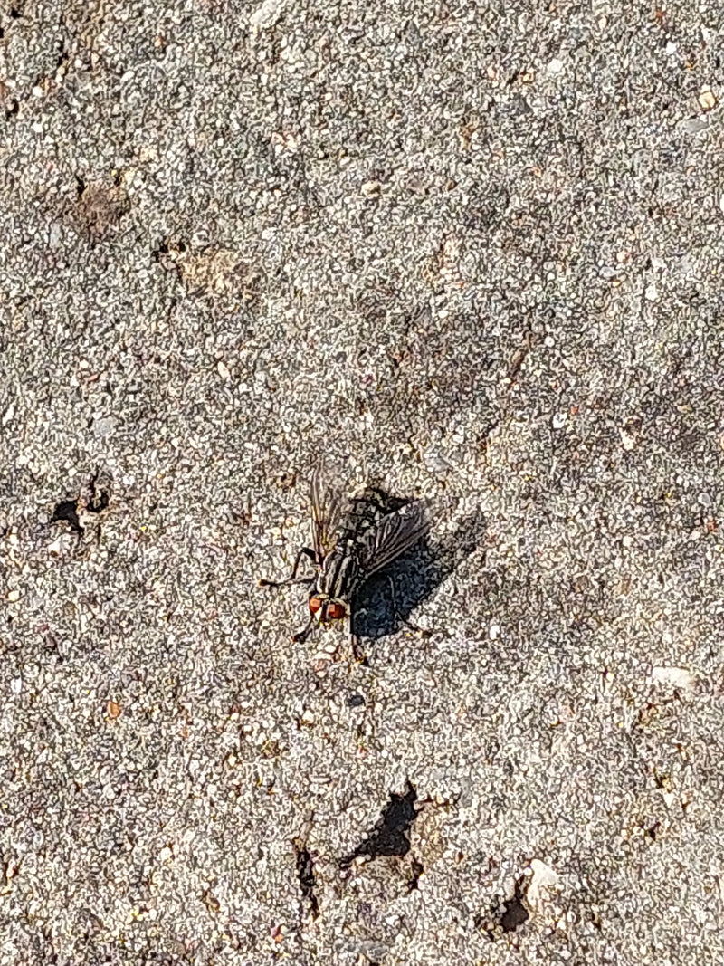 Une mouche à viande est clairement visible posée sur un sol pierreux clair. Son motif typique et ses yeux rouges sont bien reconnaissables.