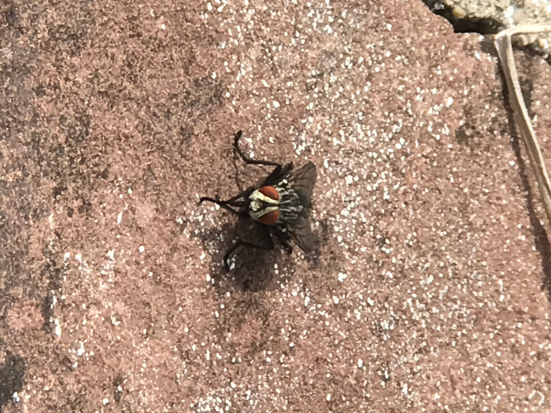Une mouche à viande est posée sur une pierre rougeâtre, montrant son motif typique. La vue de dessus montre l'insecte au repos.