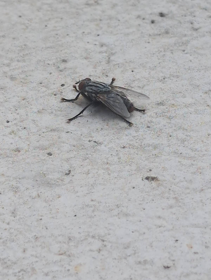 Mouche à chair — Bild 1