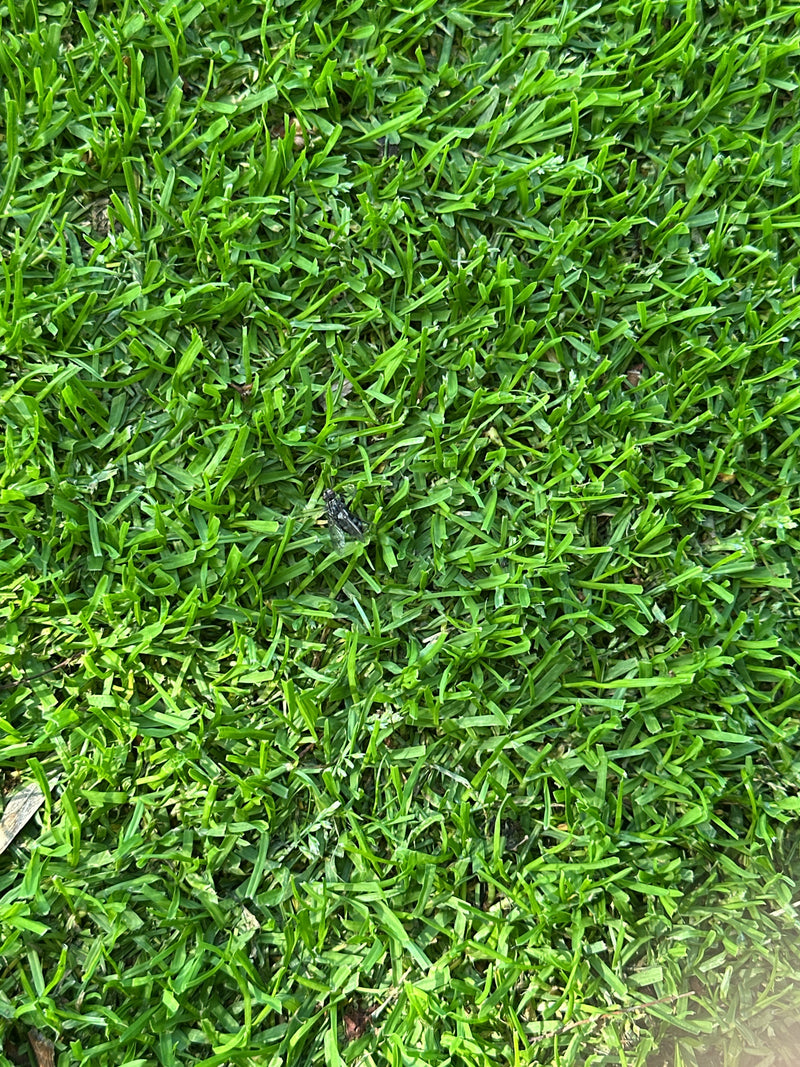 Mouche à chair — Bild 2
