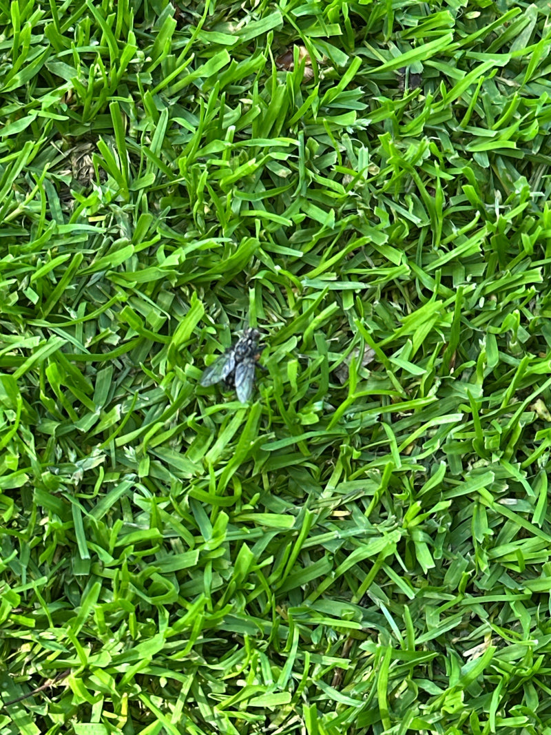 Mouche à chair — Bild 1