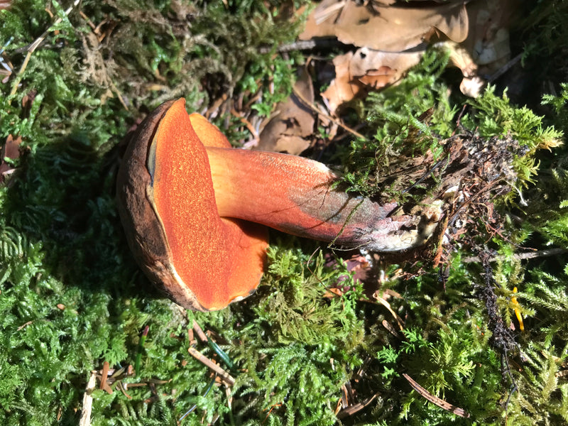 Bolet de sorcière à tige feuilletée — photo 2 sur 14
