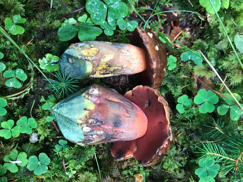 Bolet de sorcière à tige feuilletée — photo 3 sur 14