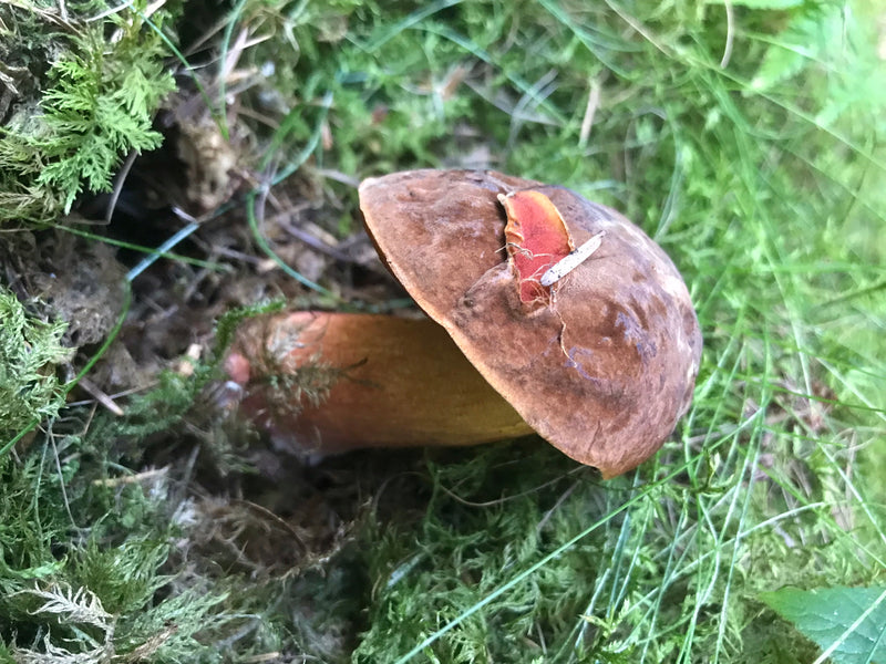 Bolet de sorcière à tige feuilletée — photo 5 sur 14
