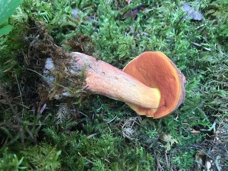 Bolet de sorcière à tige feuilletée — photo 4 sur 14