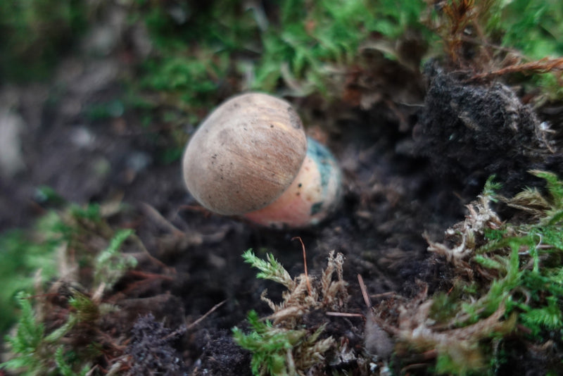 Un très jeune bolet à pied rouge pousse au milieu de la mousse et de la terre sombre sur le sol forestier.