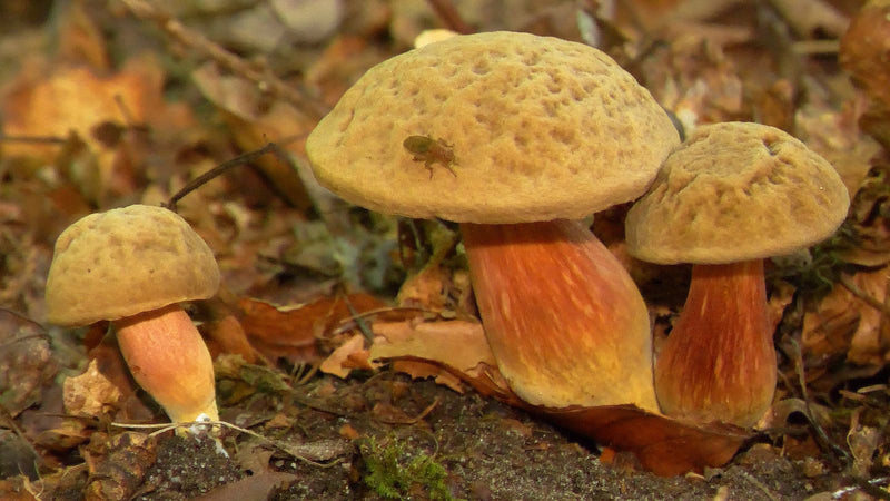 Trois carpophores du bolet à pied rouge poussent sur le sol forestier recouvert de feuilles sèches. Un petit insecte est posé sur le chapeau du champignon ce...