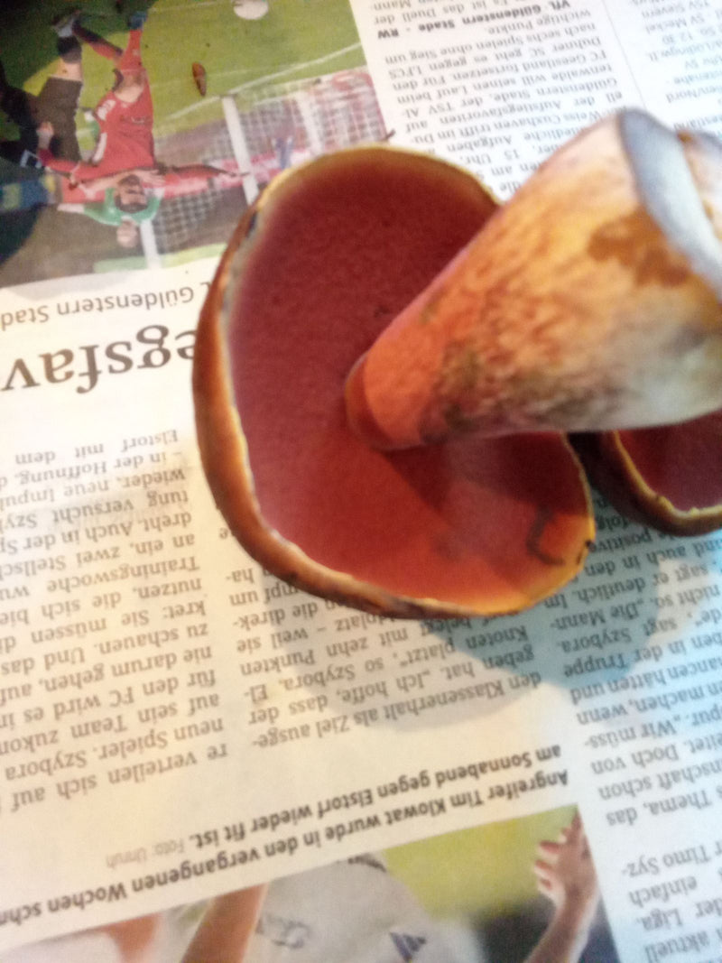 Le dessous du chapeau d'un bolet à pied rouge montrant des pores rouges vifs et un pied moucheté repose sur du papier journal.