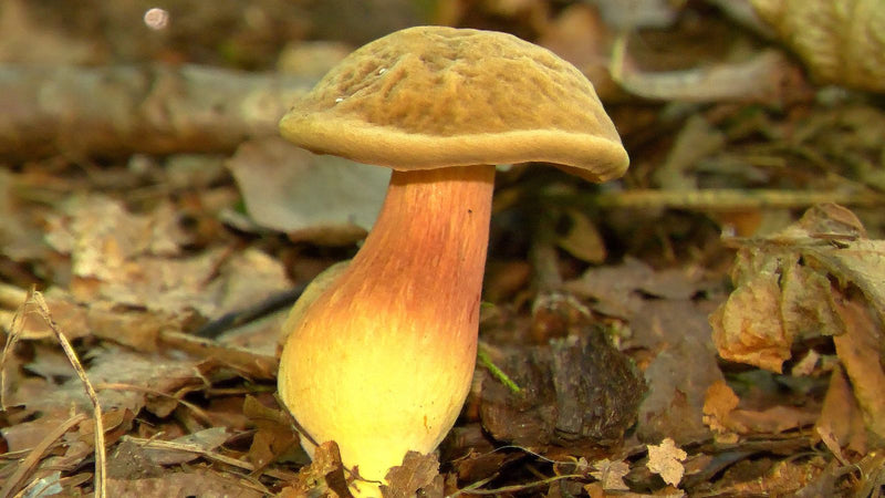 Un bolet à pied rouge pousse parmi la litière de feuilles sur le sol forestier, vu de profil.