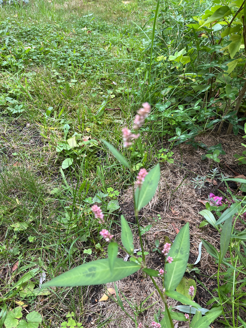 Renouée aux puces — photo 5 sur 17