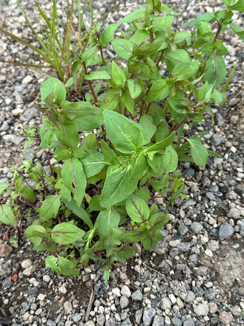 Renouée aux puces — Bild 2
