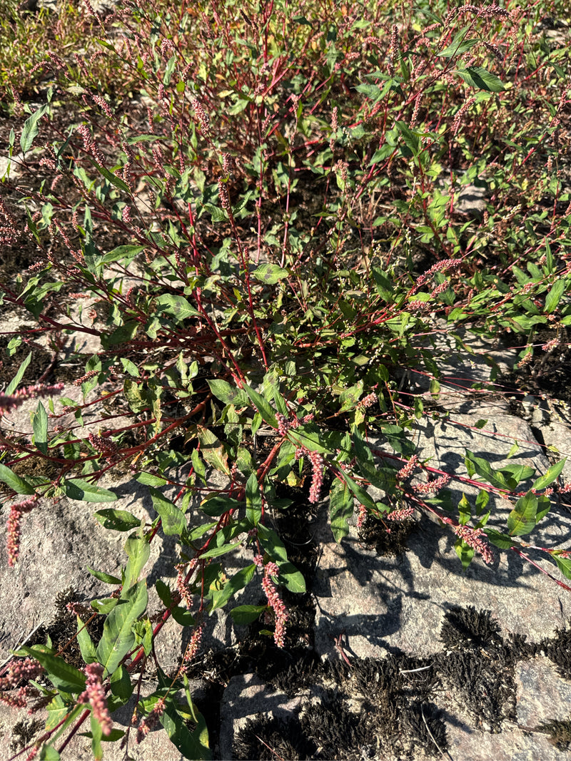 Une renouée persicaire en fleur s'étend sur un sol rocheux avec ses tiges rougeâtres et ses épis roses.