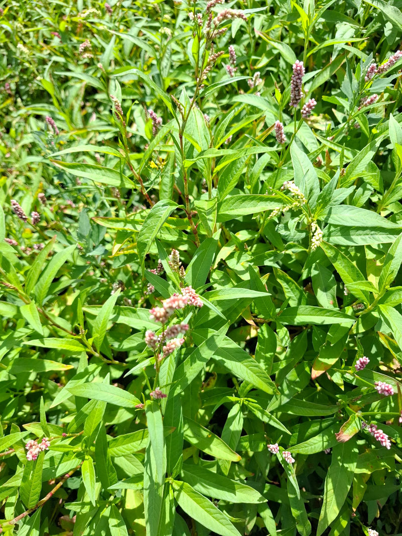 Renouée aux puces — photo 3 sur 17