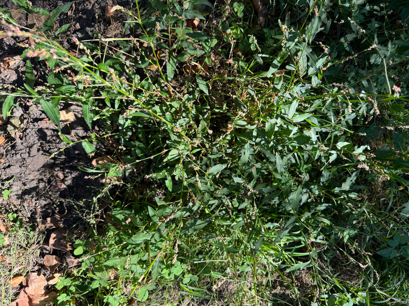Renouée aux puces — photo 4 sur 17