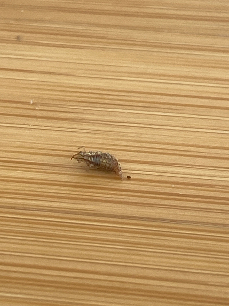 Une larve de chrysope rampe sur une surface en bois texturée. L'insecte est bien visible et présente la forme typique de son stade juvénile.
