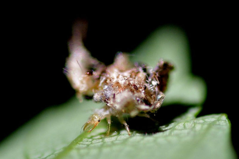On voit la larve d'une chrysope sur une feuille verte. Elle porte typiquement des matériaux de camouflage sur son dos.