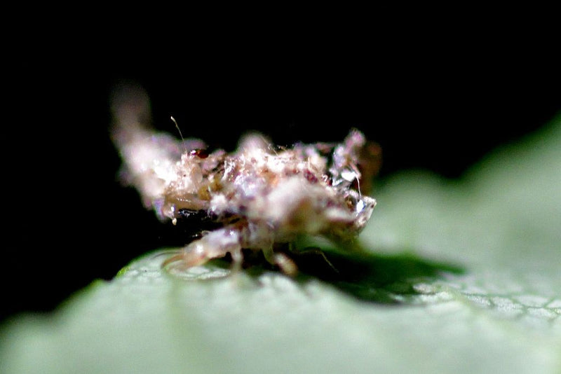 Une larve de chrysope est assise sur une feuille verte, ayant recouvert son corps d'une couche de camouflage composée de débris et de restes. L'insecte reste...