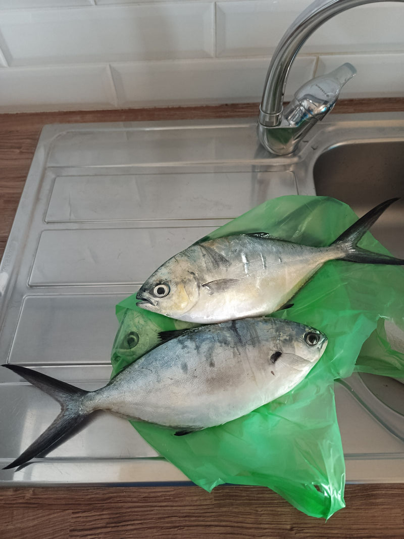 Pompano de Floride — Bild 1