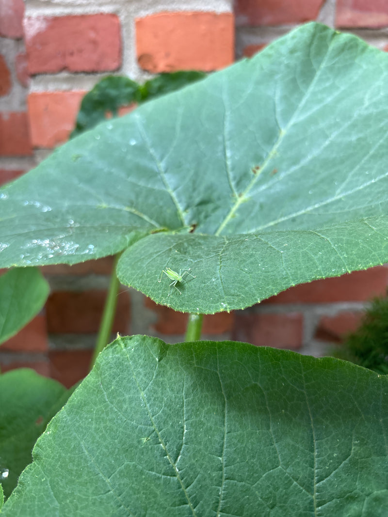 Sauterelle à feuilles géantes de Floride — photo 5 sur 5