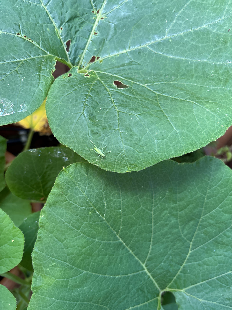 Sauterelle à feuilles géantes de Floride — photo 3 sur 5