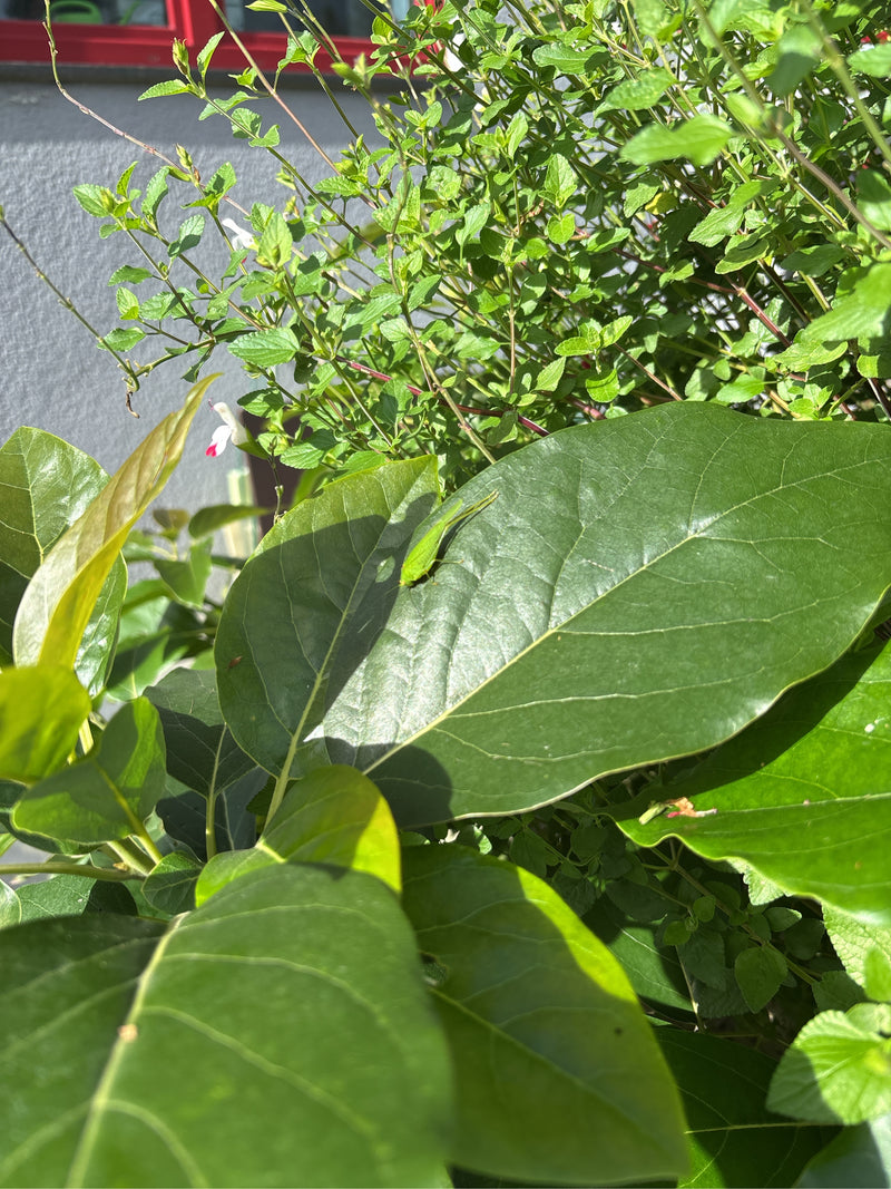 Sauterelle à feuilles géantes de Floride — photo 1 sur 5
