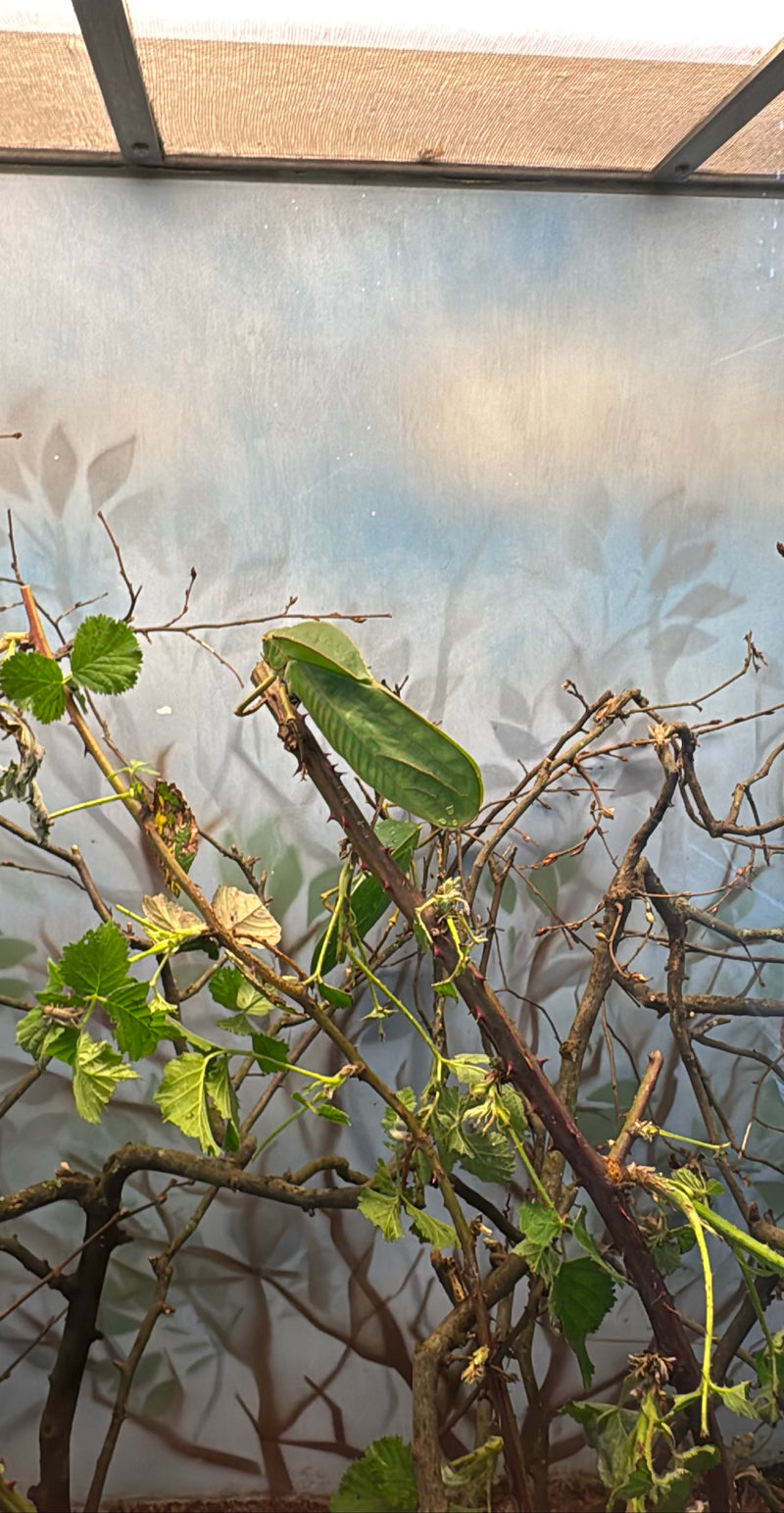 Sauterelle à feuilles géantes de Floride — Bild 1